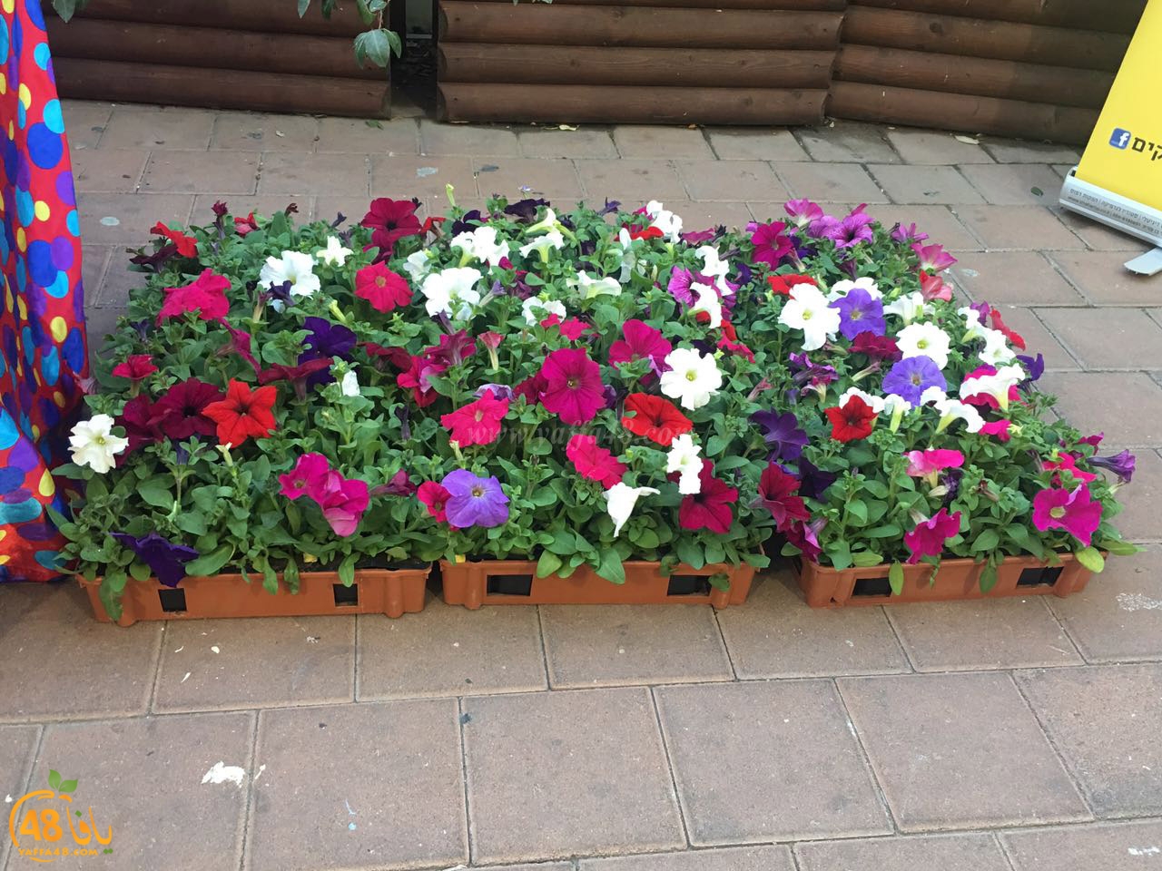 nohod shabiba 7afl om (13).jpg